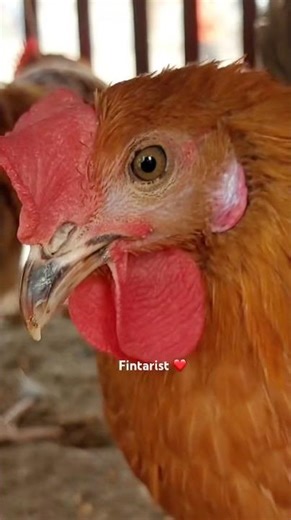 Brown Rooster #rooster