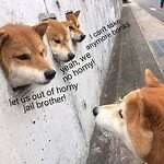 doge :: Doge Lore :: Мемы