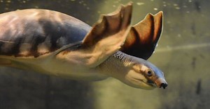 Pig Nosed Turtle (The Fly River Turtle) - All Turtles