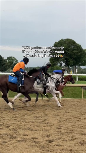 Now that’s a horse of a different color! 😍 Meet Bikri, a registered bay Thoroughbred in training at Saratoga. She hasn’t run in any races yet, but is already turning heads at the track with her unique coloring! #thoroughbred #ottb #horsetok #didyouknow #equestrian