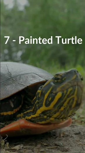 Top 10 Pet Reptiles for Beginners and Reptile Lovers 🐍