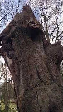 Inside an old tree trunk. #tree #treetrunk