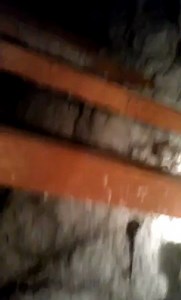 Attic rats and mice infestation