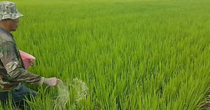 Panduan Pemupukan Padi Yang Benar dan Tepat dari Awal Sampai Akhir