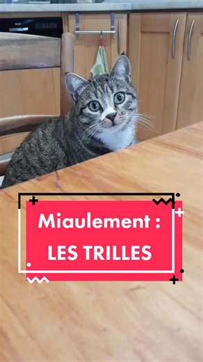 Comprendre les miaulements de son chat : traitement maison