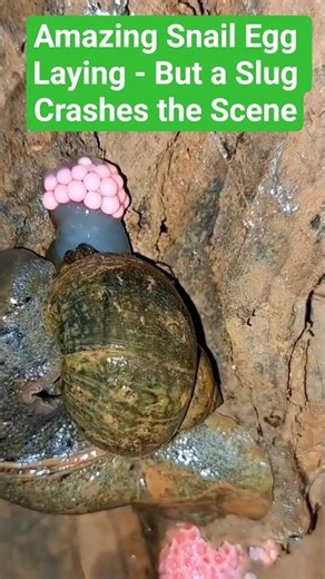 Amazing Snail Egg Laying - But a Slug Crashes the Scene 🐌😂