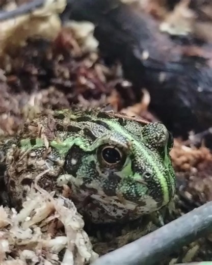 🎥 Meet our baby African Bullfrog — small now, but not for long! 💡Fun facts: 🐸 Also known as the Pixie Frog (short for Pyxicephalus adspersus). 🍗 They’re one of the largest frog species in the world and have quite the appetite! 🍼 Males can grow up to 9 inches and weigh over 2 pounds! Would you believe this tiny jumper will one day be a chonky frog king? 👑 | Pet Paradise