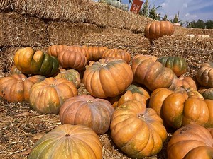 Apple Valley-Rosemount Area Pumpkin Farm Guide 2021