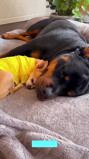 1K views | #dog #rottweiler #funnydog #dogcomedy #AI #lolanimalss #pets #reelsfbシ #fypシ | ASMR Lilibu | Facebook