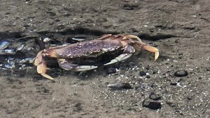 1.6K views · 120 reactions | A Dungeness Crab stirring up Crangon Shrimp in the tidepools at Haystack Rock. While it wouldn’t be unheard of for a Dungeness Crab to dine on these little shrimp, they tend to be scavengers—eating dead things. Still, the Shrimp weren’t taking any chances! #haystackrock #scaredshrimp #dungenesscrab #tidepools | Haystack Rock Awareness Program | Facebook