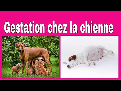 Gestation de la chienne : tout ce qu'il faut savoir ! ‪@vétoszone‬