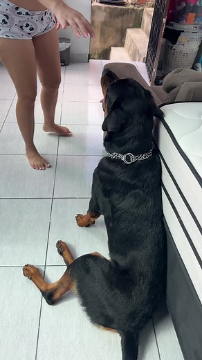 Bruce, O Cachorro Respeitador: A Mãe e Seu Filhote