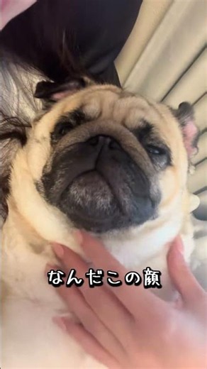 11キロもあるくせに意地でも人の上で寝たい #パグ #甘えん坊 #犬 #pug #パグのいる生活