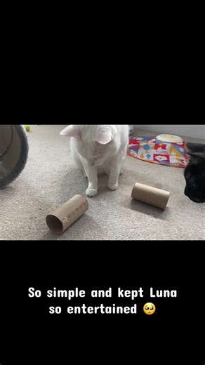 I’m collecting lots of loo rolls and plan to do a few different enrichment ideas with them 🥰 Gradually making them more harder 🤭 #cats #enrichment #fyp #worksmarternotharder #catlife