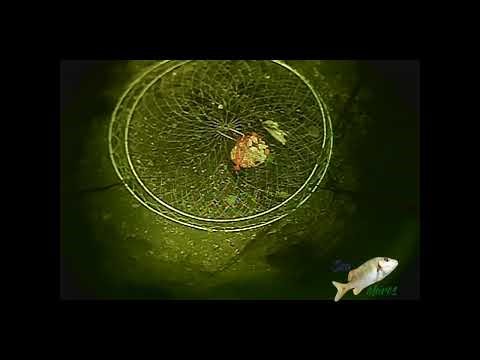drop net for crab with wireless cam
