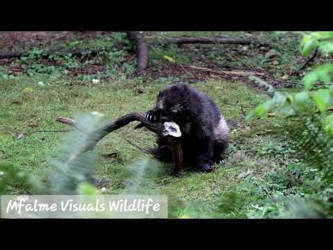 Wolverine versus Elk Antler