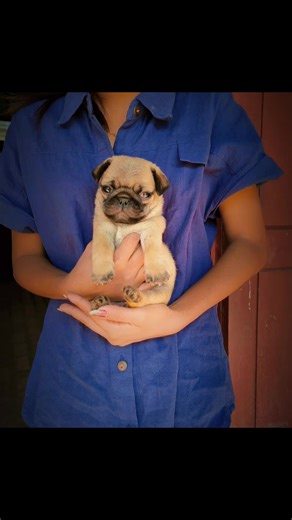 Adventures with Pugs on TikTok Myanmar