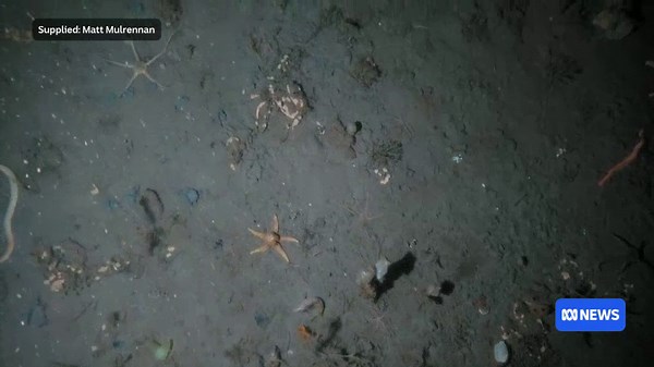 Anchor and chain damage to the sea floor at Yankee Harbour. (Supplied: Matthew Mulrennan/Kolossal)