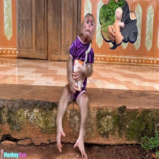 Oh No! Monkey Kyo brings milk to visit newborn baby monkey… What a surprise ending! | Slingshot ride