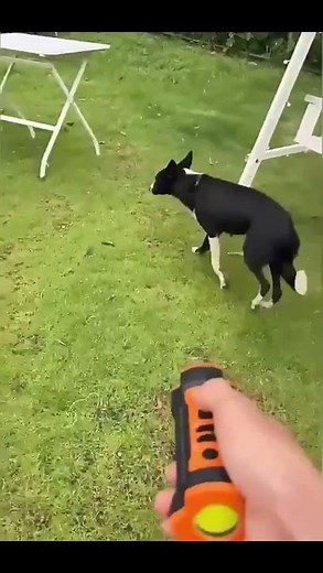 Ultrasonic Anti Bark Device for Dogs | Dog Bark Control Device