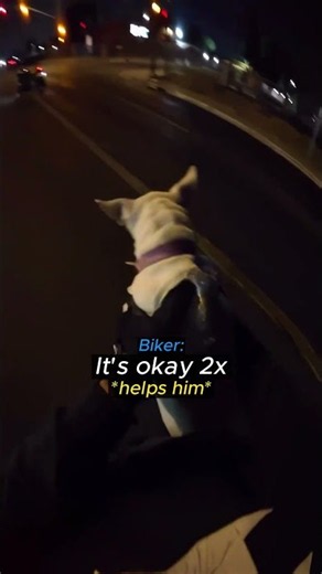 Kind Biker Saves Lost Puppy! ❤️‍🩹
