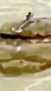 Mermaid Sightings: $1 Million Dollars Reward! #mermaid #mermaids | Most Amazing Top 10