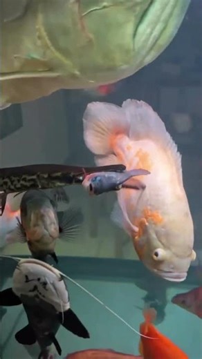 Alligator Gar Hunts & Eats Piranha in Aquarium | Predator Fish Natural Hunting #trending #shorts