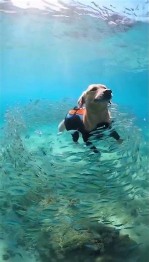 This Dog Swimming Through a Fish Storm Is Pure Happiness 🐠✨ #cute #goldenretriever #pets #animals