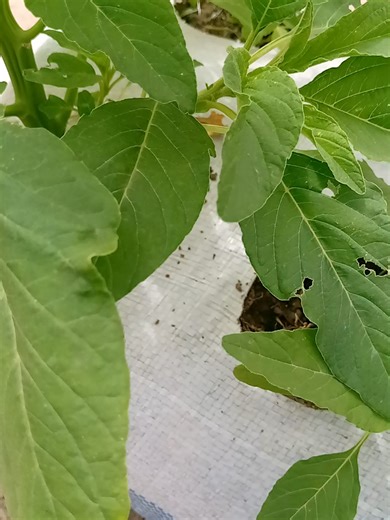 The success of sack farming starts with the right soil mix. Many fail because they use the wrong soil type. Here is the best soil combination for healthy vegetables in sacks. Best soil mix for successful sack farming: Top soil, sharp sand and compost. #Sackgardening #Urbangardening #Growyourownfood #Agronomytips