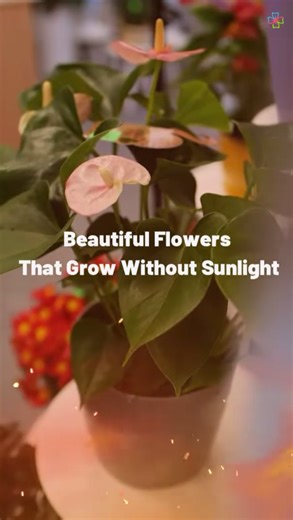 Flowers that flourish even in rooms without sunlight