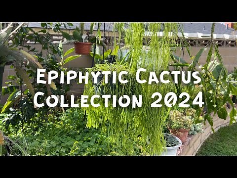 Epiphytic Cacti- Rhipsalis etc