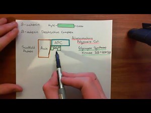 The Wnt / Beta-Catenin Pathway Part 2