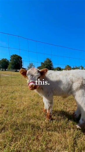 1.5K views · 31 reactions |  Video Update from One of Our Florida Families! ☀️ These mini cows are so much fun and bring such joy to their sweet families. ❤️ It truly makes my heart so happy to see them living their best lives! “Your MINI Cow HEADQUARTERS” | The Bryan Family Farm | Facebook