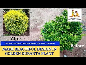Golden Duranta Cutting In English | Golden Duranta Plant Design Cutting