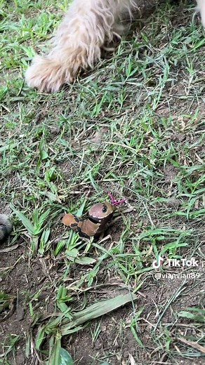 Orugas y Caterpie: La Naturaleza de Pokémon