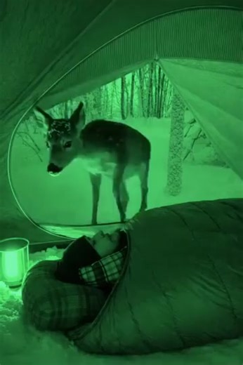 Something entered my tent while I was asleep. The night-vision footage explains why I’ll never camp the same again. 🫣 👉 First comment 👇 | The AnnaLynne McCord