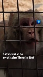 In Deutschland werden auch exotische Tiere als Haustiere gehalten – doch in vielen Fällen können sich Besitzer:innen nicht ausreichend um sie kümmern. | tagesschau