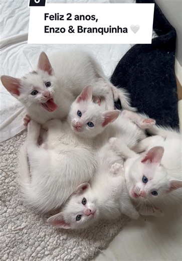 Há 2 anos éramos 3: Camila, Diego e Will. Até que uma gatinha ciclope chorou na minha porta e então, finalmente nossa família cresceu 🥹🤍🤍 Feliz aniversário de 2 anos, Enzo Lorenzo Beijocas White, e feliz 2 anos de adoção Dona Branquinha Piratinha White 🎂🥳🎈 Amo tanto vocês, meus branquelos! 🐱 Que sorte ter vocês em nossas vidas! ❤️ #gato #gatos #gatostiktok #gatosdetiktok #filhote