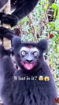 Listen to the Real Voices of Nature at Night 😲 | Scary Jungle & Forest Animal Sounds | Wild Nature