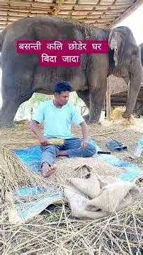 ब​स​न्ती कलि छोडे र घ​ र बिदा जादा #youtube #animals #elephant #babyanimals #animalfriends