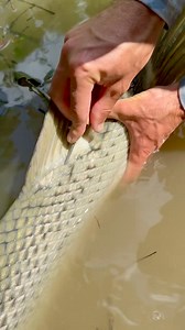 Conservation Gar Tagging! | The Fish Whisperer