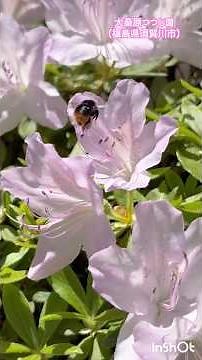 Now is the best time to see them! Okuwahara Azalea Garden (Sukagawa City, Fukushima Prefecture) 2...