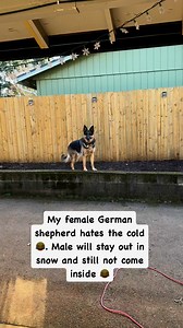 263K views · 3.1K reactions | Female vs MALE German shepherd #germanshepherd #germanshepherdsofinstagram #germanshepherdpuppy #gsd #gsdoftiktok #reels #reelsfypシ | Zeus and Luna | Facebook