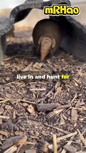 Facts about Armadillo #animalfacts #animals #armadillo #armadillos #wildlife #animalvideos