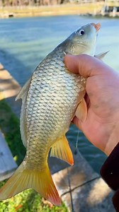 Rc boat fishing RARE CATCH #cooking #fishing #outdoors #easyrecipe #cheapprice #seafoodlover | Wade Fishez