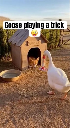 Mischievous Goose Puts Firecracker in Doghouse, Chaos Erupts! (Goose vs. Dog) #Goose #Dog #Prank