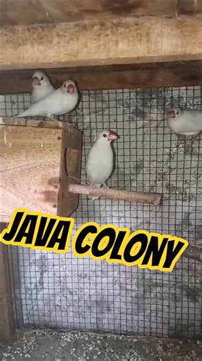 White Java Finches Colony Setup | Beautiful Breeding Birds Aviary Tour in Pakistan