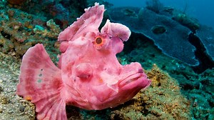 Wacky Weekend: Freaky Sea Creatures