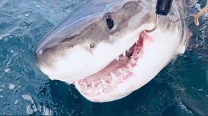 SMART drumlines catching great white sharks and protecting swimmers, researchers say