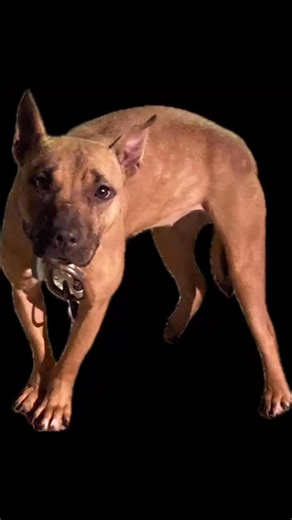 Remembering remembering🕊️ | Fred Davis